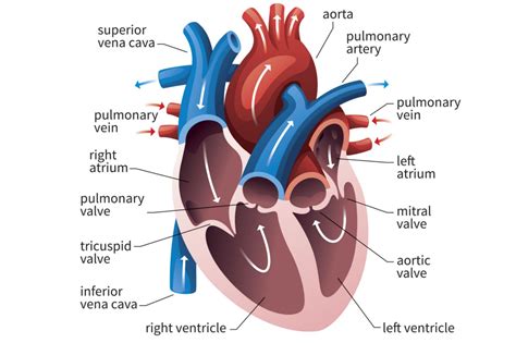 left ventricle function